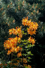 Mollis Azalea (Rhododendron x mollis) in park