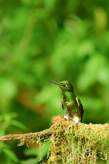 Coronita colihabana / Buff-tailed Coronet /Boissonneaua flavescens - Ecuador, Reserva de Biósfera del Chocó Andino