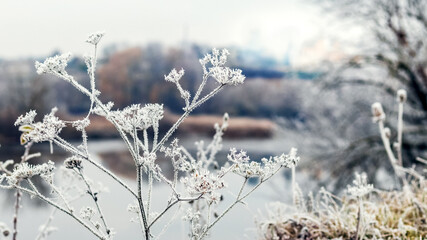 Frost-covered dry shoots of plants on the river bank