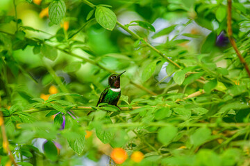 Solangel Gorgipúrpura / Gorgeted Sunangel / Heliangelus strophianus - Ecuador, Reserva de Biósfera El Chocó Andino © Migue