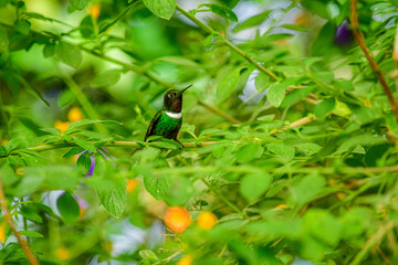Solangel Gorgipúrpura / Gorgeted Sunangel / Heliangelus strophianus - Ecuador, Reserva de Biósfera El Chocó Andino © Migue