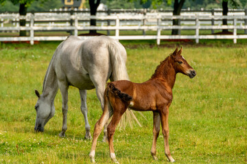 Fototapeta premium Colt 2