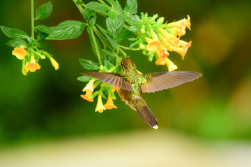 Colibrí jaspeado / Speckled Hummingbird / Adelomyia melanogenys - Ecuador, Reserva de Biósfera del Chocó Andino © Migue