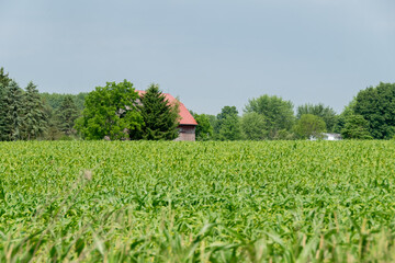 Fototapeta na wymiar corn field 1
