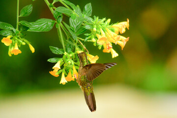Colibrí jaspeado / Speckled Hummingbird / Adelomyia melanogenys - Ecuador, Reserva de Biósfera del Chocó Andino © Migue