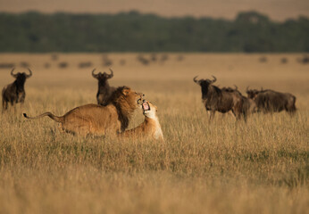 Lion mating with Wildebeests nearby, Masai Mara