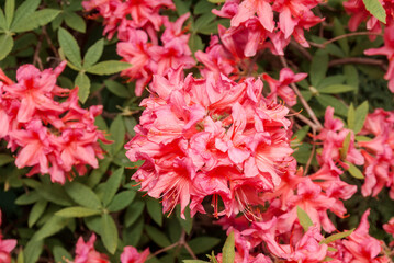 Rhododendron Rosy Lights (Rhododendron kosterianum x roseum) in park