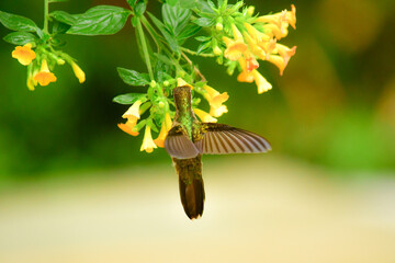 Colibrí jaspeado / Speckled Hummingbird / Adelomyia melanogenys - Ecuador, Reserva de Biósfera...