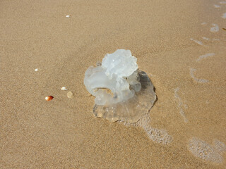 Fototapeta na wymiar Closeup of Jellyfish on the beach