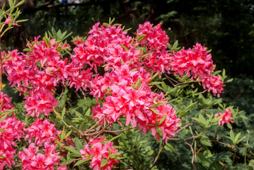 Rhododendron Rosy Lights (Rhododendron kosterianum x roseum) in park