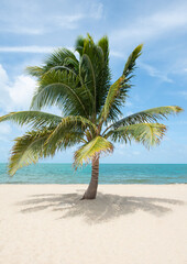 Obraz na płótnie Canvas Palm tree in Paradise