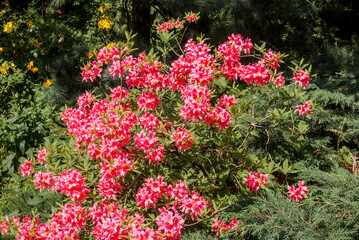 Rhododendron Rosy Lights (Rhododendron kosterianum x roseum) in park