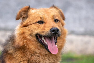 Brown shaggy dog with open mouth, dog portrait