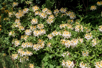 Azalea Mollis Hybrid 'Oxydol'  (Rhododendron x mollis) in garden