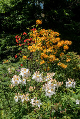 Azalea Mollis Hybrid 'Oxydol'  (Rhododendron x mollis) in garden