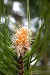 Obraz premium close up of pine cones