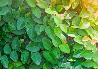 creeping fig or ficus green leaves ivy on wall. Natural organic pattern plant tree. climbing  beauty growing creeping with copy space.