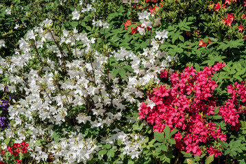 Kirishima Azalea (Rhododendron obtusum) in park