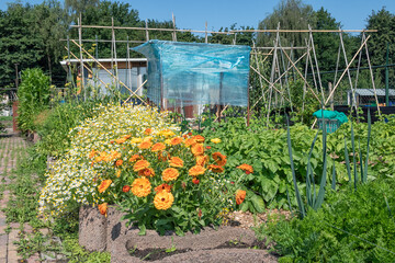 Dutch allotment garden with flower bed and covered tomatos