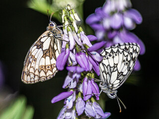 Marbled White Butterflies