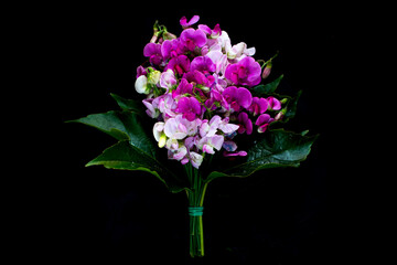 Top view of bunch of colorful sweet pea in woodden chest on a black background. Group of fresh sweet pea flowers in black background. Delicious Fresh flowers from the garden in wodden chest