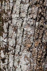 Bark of Rain Tree Pukul Lima (Samanea saman (Yellow Variety))