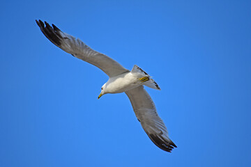 Fototapeta premium Close up of pigeon flying in sky