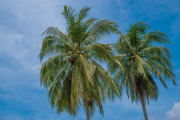 Fototapeta na wymiar Coconut trees coupled with the blue sky
