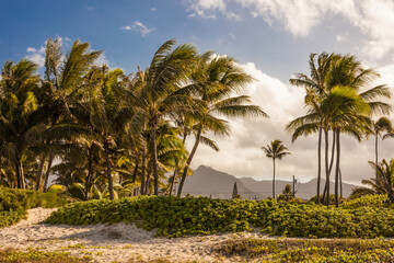 Fototapeta na wymiar Hawaiian palm trees
