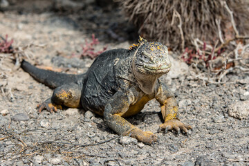 A terrestrial iguana of the Galapagos islands warms up in the sun, absolutely not disturbed by the presence of tourists