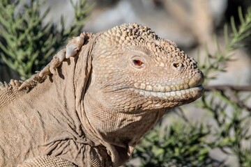 Close up of a large land iguana from the Galapagos Islands