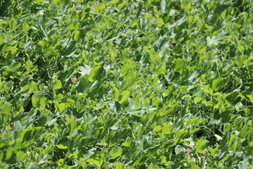 Fresh young green pea plants in the ground on the field early hour in the summer garden. The farm where they grow peas. The morning sun shines on peas without flowers.