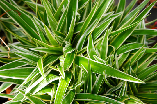 Cholorophytum comosum L. is commonly known as spider plant, airplane plant, St. Bernard's lily, spider ivy, ribbon plant, and hen and chickens.