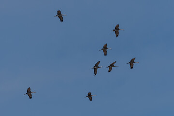 Migrating Sandhill Cranes (Antigone canadensis), Potholes Wildlife Refuge, WA