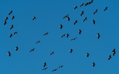Migrating Sandhill Cranes (Antigone canadensis), Potholes Wildlife Refuge, WA