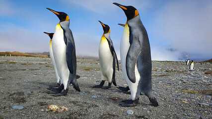 Fototapeta premium Five king penguins stood upright on grey sand with clouds and hills in the background in South Georgia