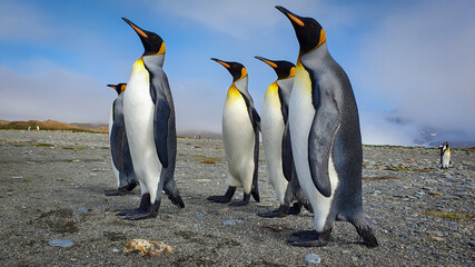 Fototapeta premium Five king penguins stood upright on grey sand with clouds and hills in the background in South Georgia