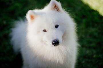 fluffy white purebred samoyed dog 