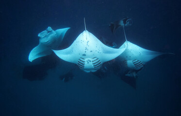 Three large manta rays underwater with other manta rays in the distance