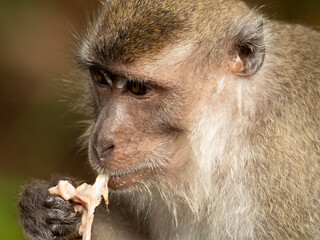 Close up of long tailed macaque eating meat