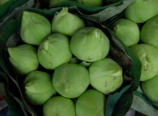 Green Lotus flowers tightly wrapped waiting to emerge
