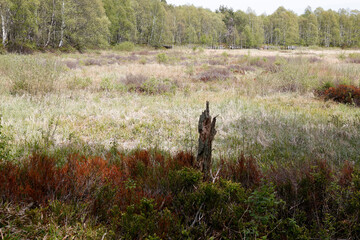 Red Moor, Moor, Hesse, Germany, Europe