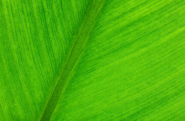 Naklejka premium green leaf