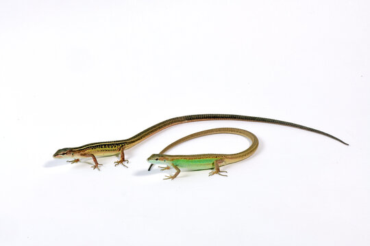 Pärchen der Riesenlangschwanzechse (Takydromus septentrionalis) / China grass lizard, couple 