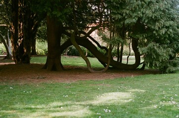 The Park on a Sunny day in the summer