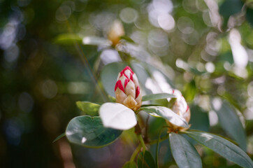 flower in bloom in garden