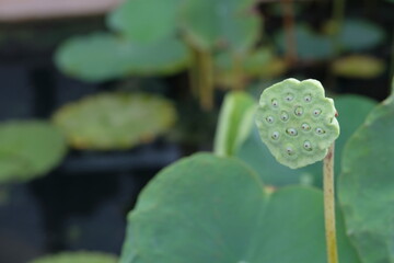 Lotus seed pods poking out of the water