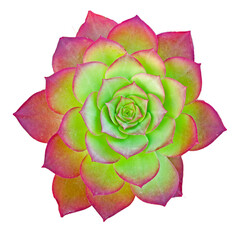 Close up of succulent plant