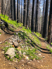 A mountain hiking trail switchbacks through a recently burned forest of fir trees.  New growth has already added lush green to the wilderness scene.