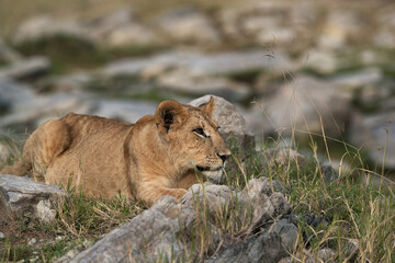 Lion cub, Masai Mara